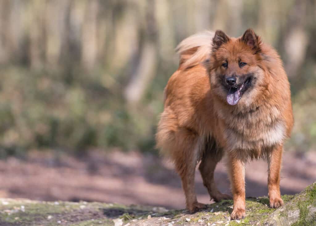 Eurasier dog posing