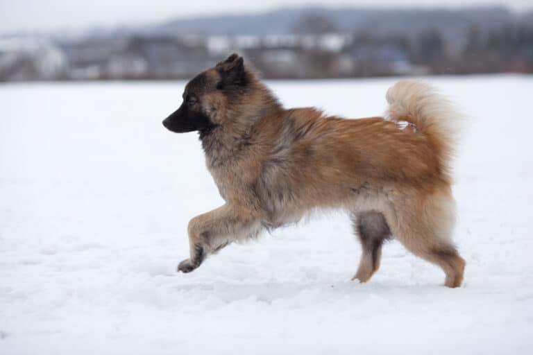Eurasier runs in the snow