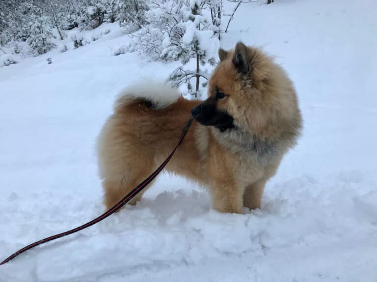 Eurasier puppy stands in the snow