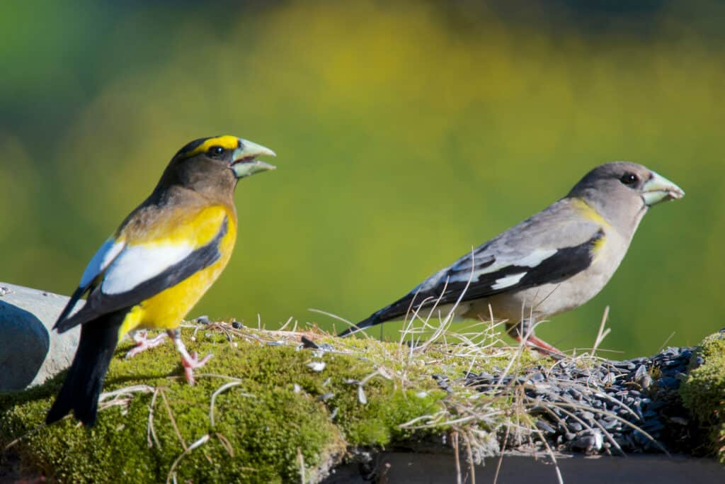 Male and Female Evening Grosbeak