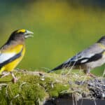 Researchers are unsure what’s causing a significant decline in the evening grosbeak population.