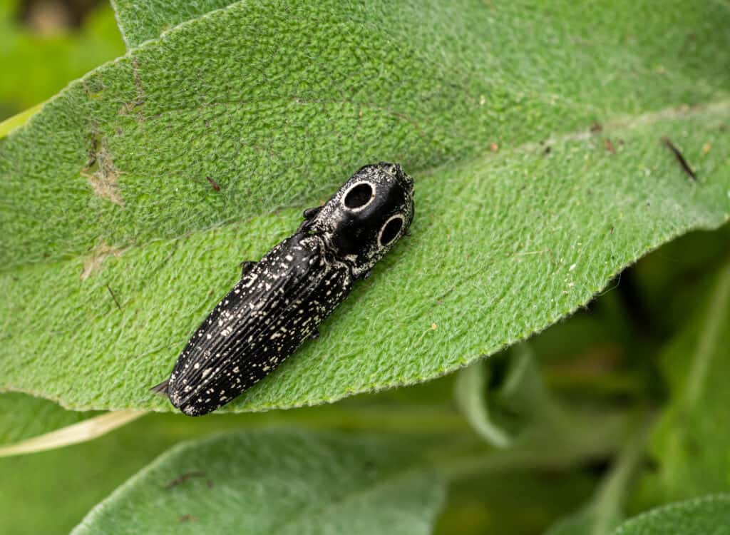 Eastern Eyed Click Beetl