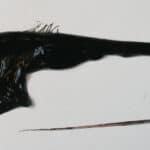 Gulper eel