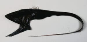 Gulper Eeel