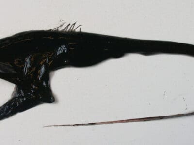 Gulper Eel  Picture