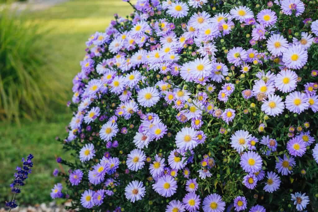 Purple flowers of Italian Asters Granat Fall Aster