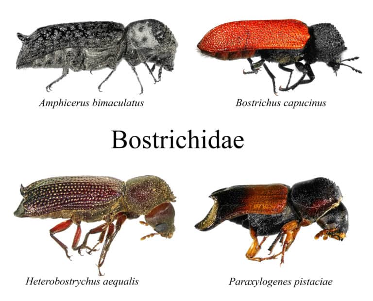 Family Bostrichidae