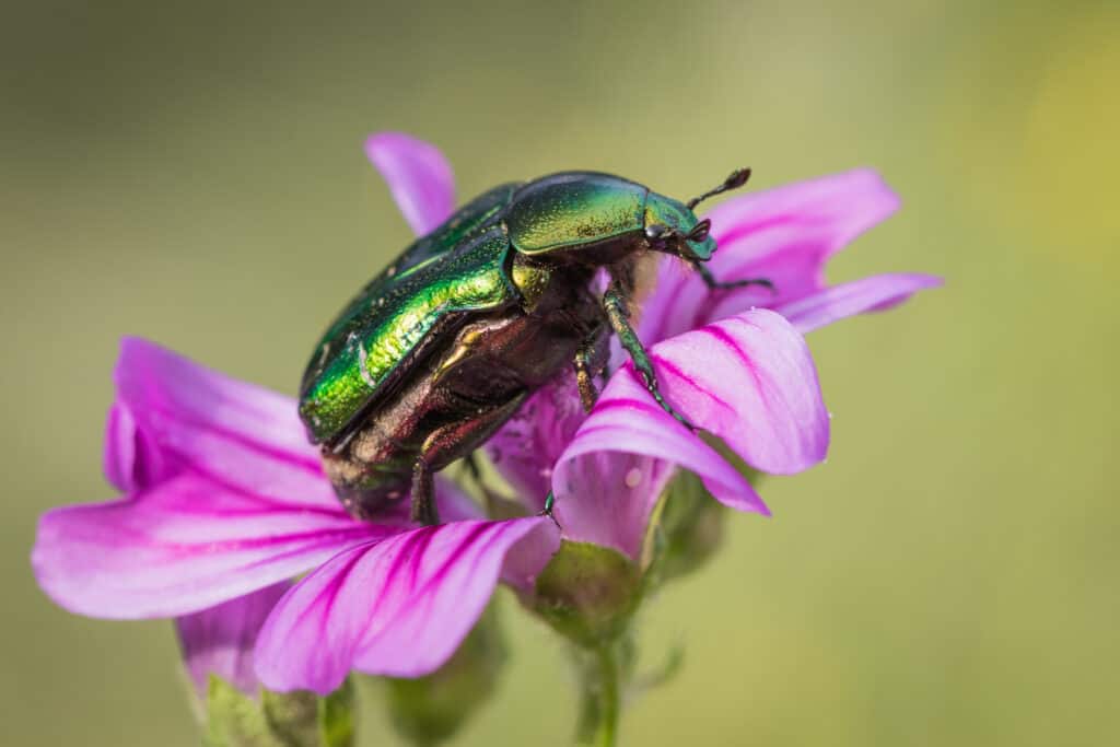 figeater beetle