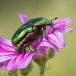 Figeater beetle