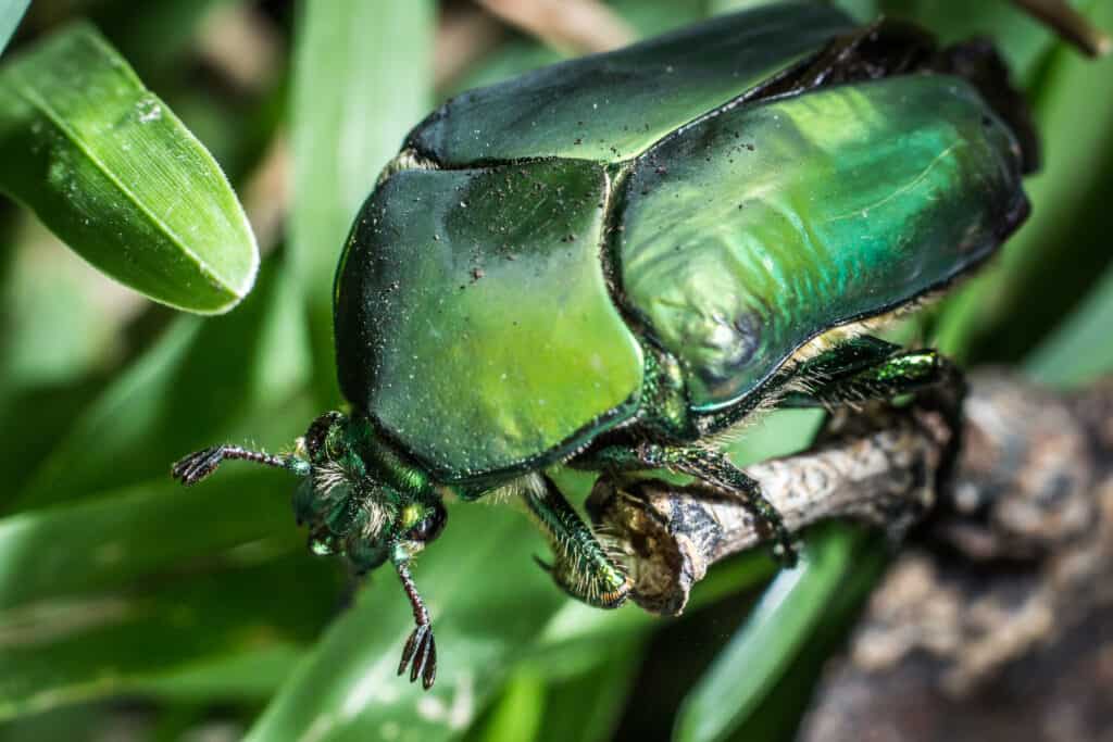 Figeater beetle