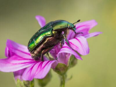 A Figeater Beetle