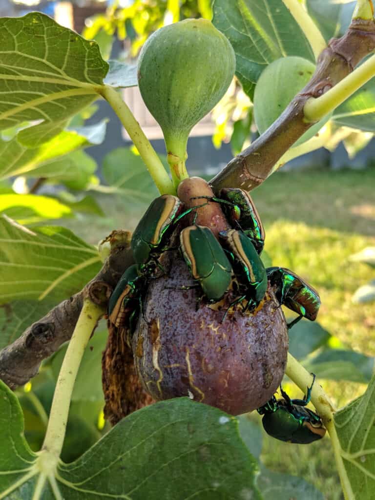 Figeater Beetles