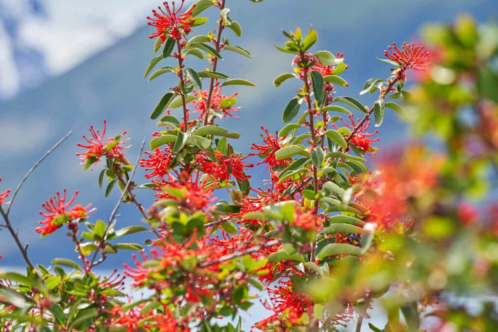 Embothrium lanceolatum firebush can be found in Argentina and Chile in south america, close to Perito Moreno Glacier in glacier national park