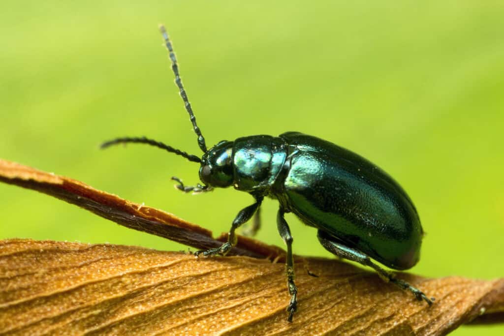 葉の下に潜む危険生物を発見 | Oneechanblog