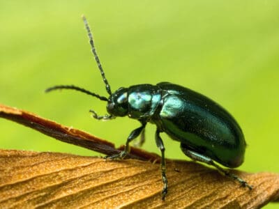 A Discover 10 Types of Green Beetles