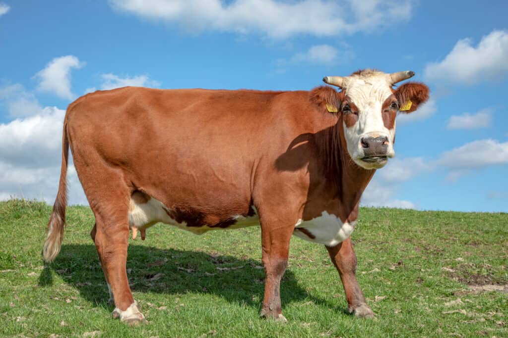 Fleckvieh Cattle on grass