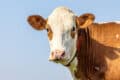Fleckvieh Cattle