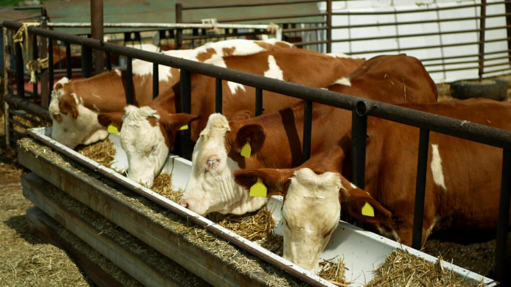 Simmental cattle