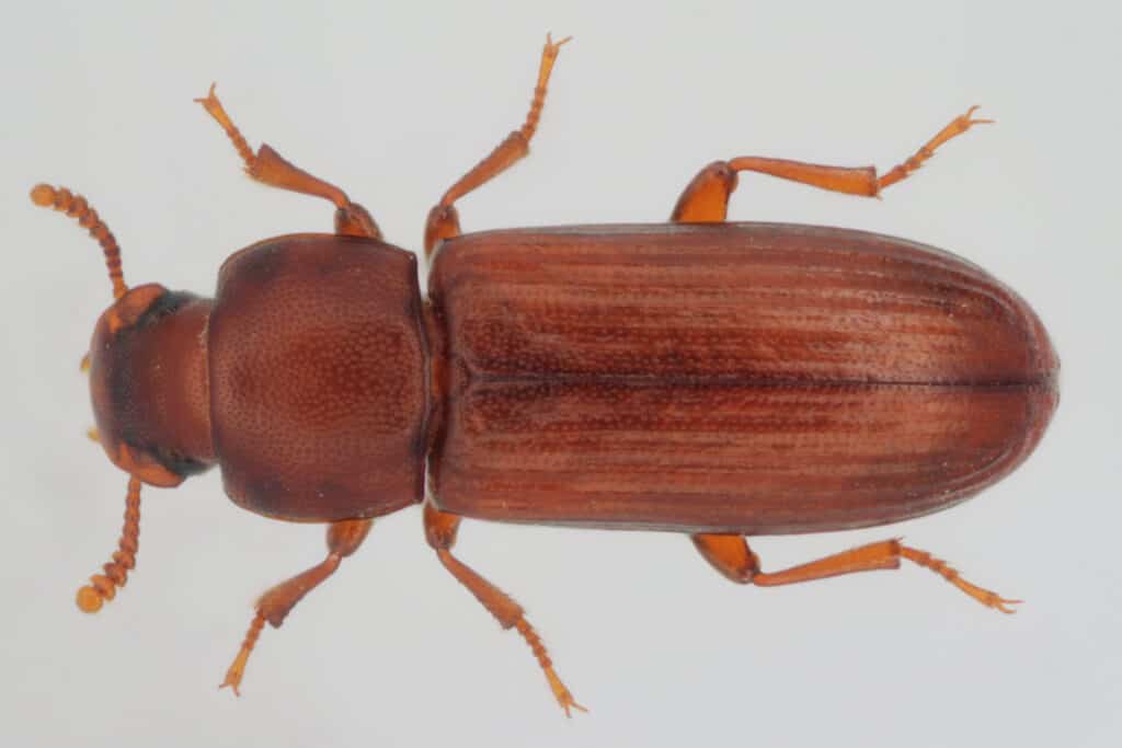 Flour Beetle