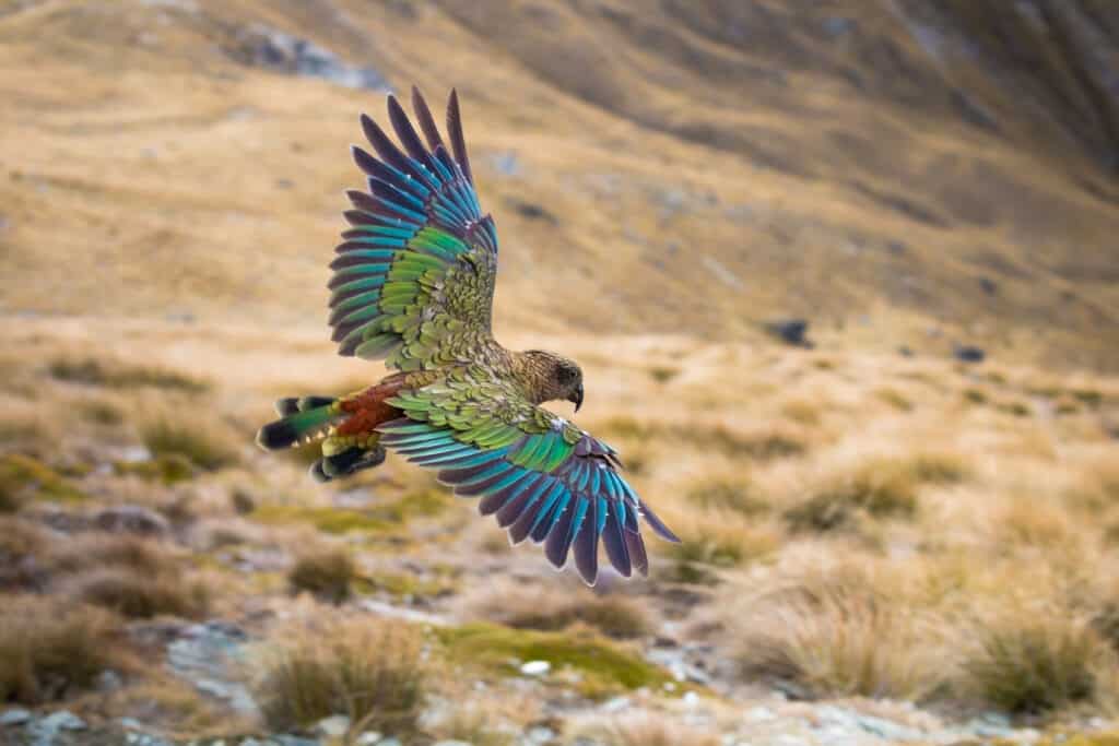 Kea bird in mid-flight