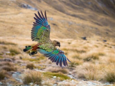 A Kea Bird Quiz: Test What You Know!
