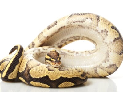 A Freeway Ball Python