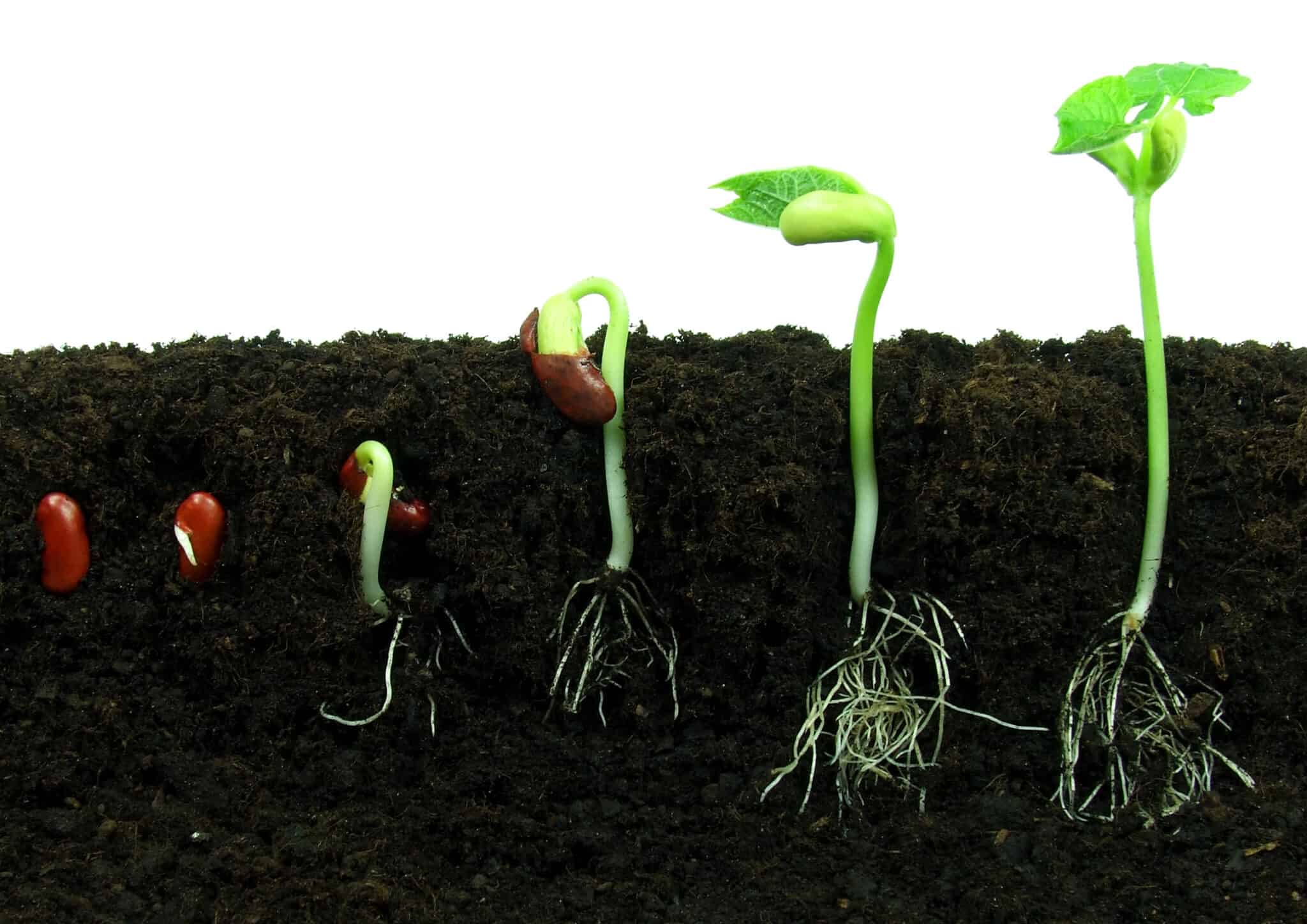 Семена какого растения быстро прорастают