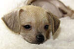 Chi Chi Animal Facts - Canis lupus familiaris - A-Z Animals