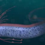 Ribbonfish
