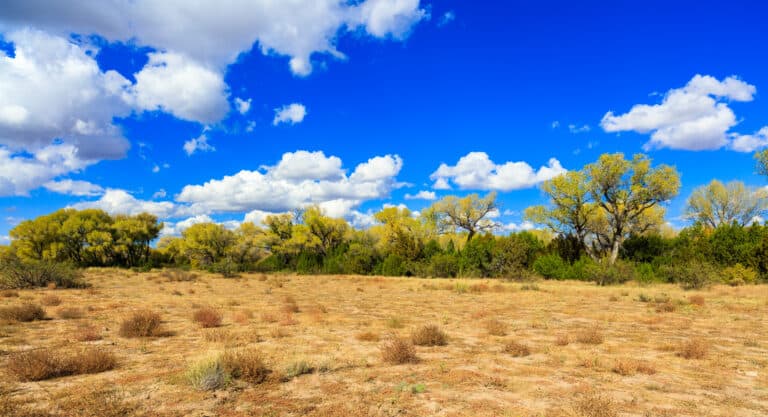 Gila National FOrest