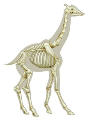 Incredibly, Birds Have More Vertebrae Than Giraffes - A-Z Animals
