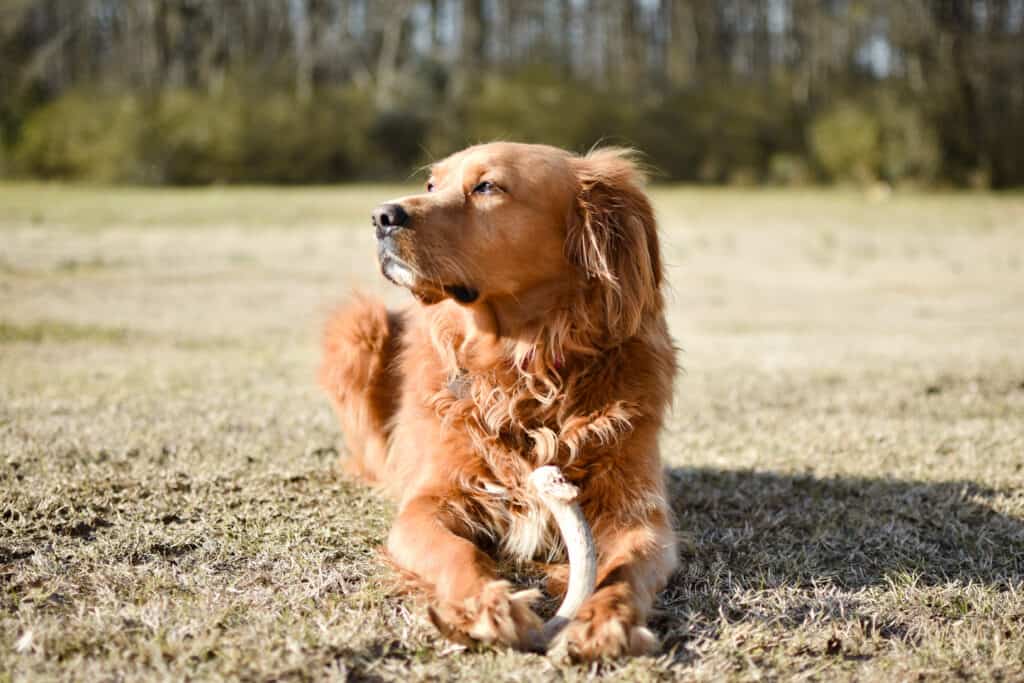 Golden Irish