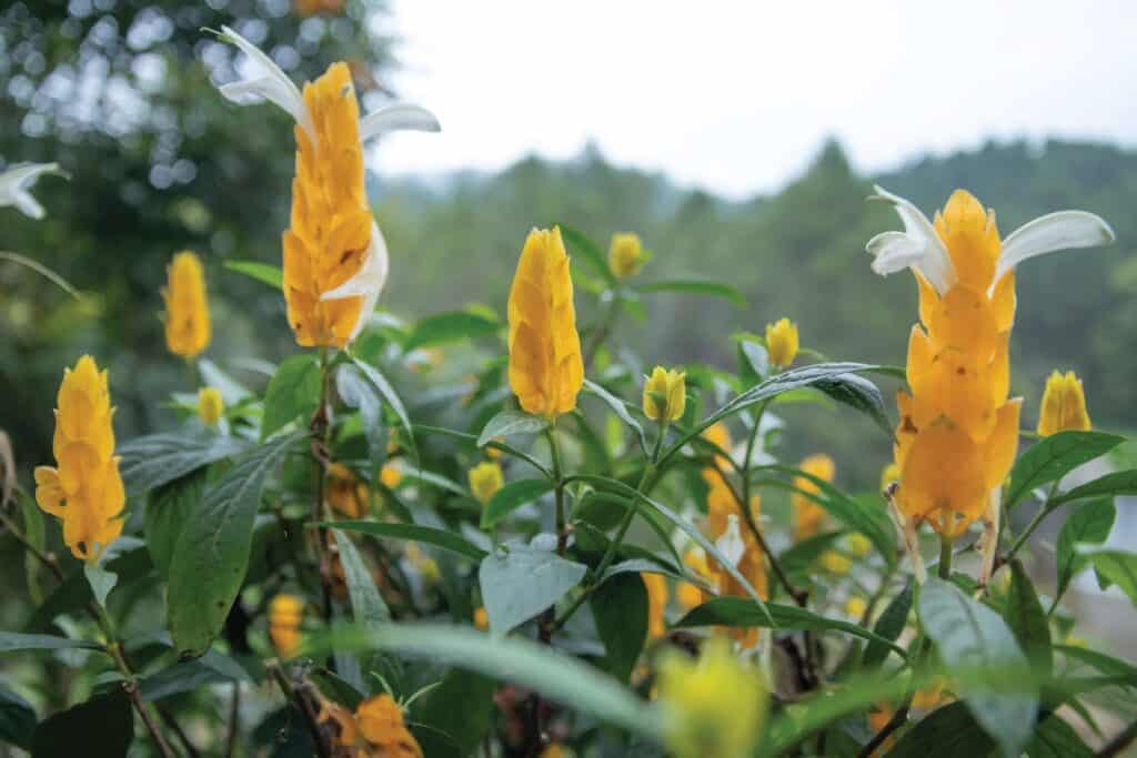 Golden shrimp plant also known as lollipop plant, with its bright yellow flower resembles a crustacean