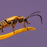 Soldier beetles are beneficial insects as they help pollinate flowers and get rid of insect pests.