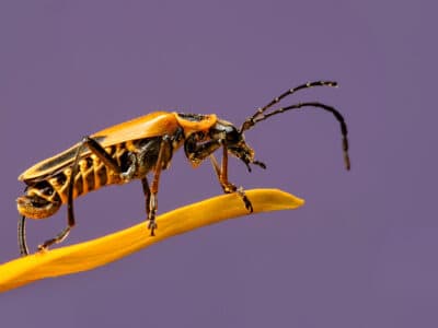 Soldier Beetle Picture