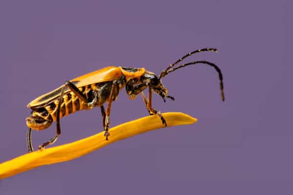 Soldier beetles are beneficial insects as they help pollinate flowers and get rid of insect pests.