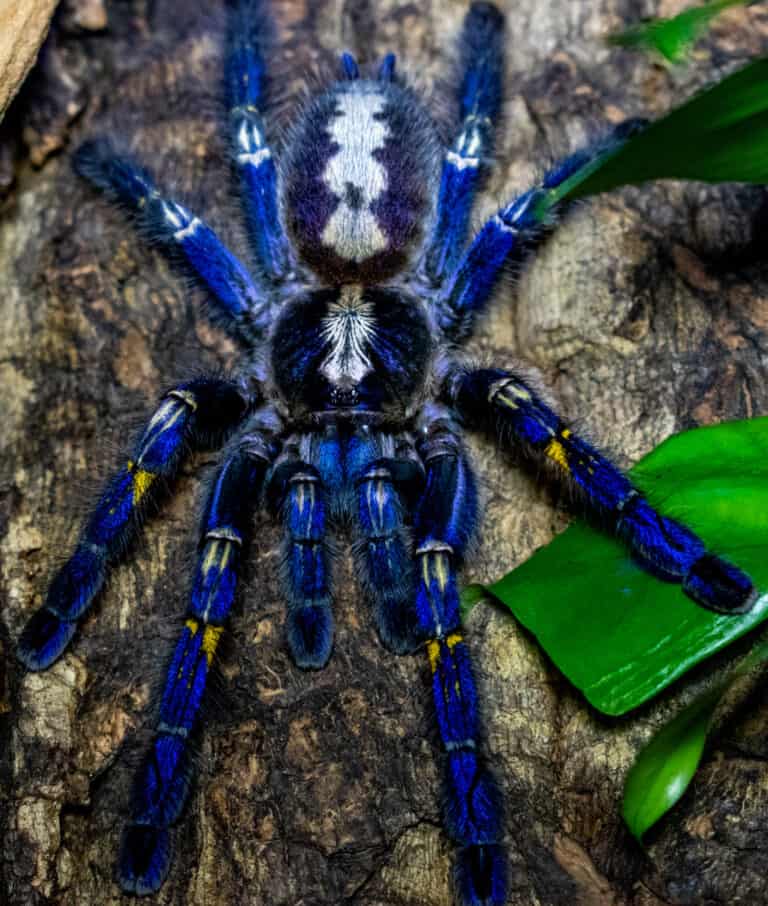 Gooty sapphire tarantula (Poecilotheria metallica)