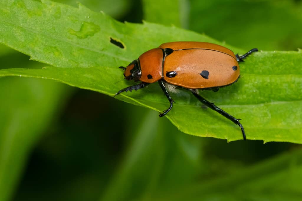 Grapevine Beetle