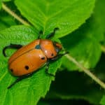 Grapevine beetle