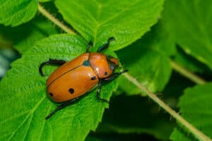 Grapevine Beetle photo