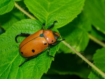 A Grapevine Beetle