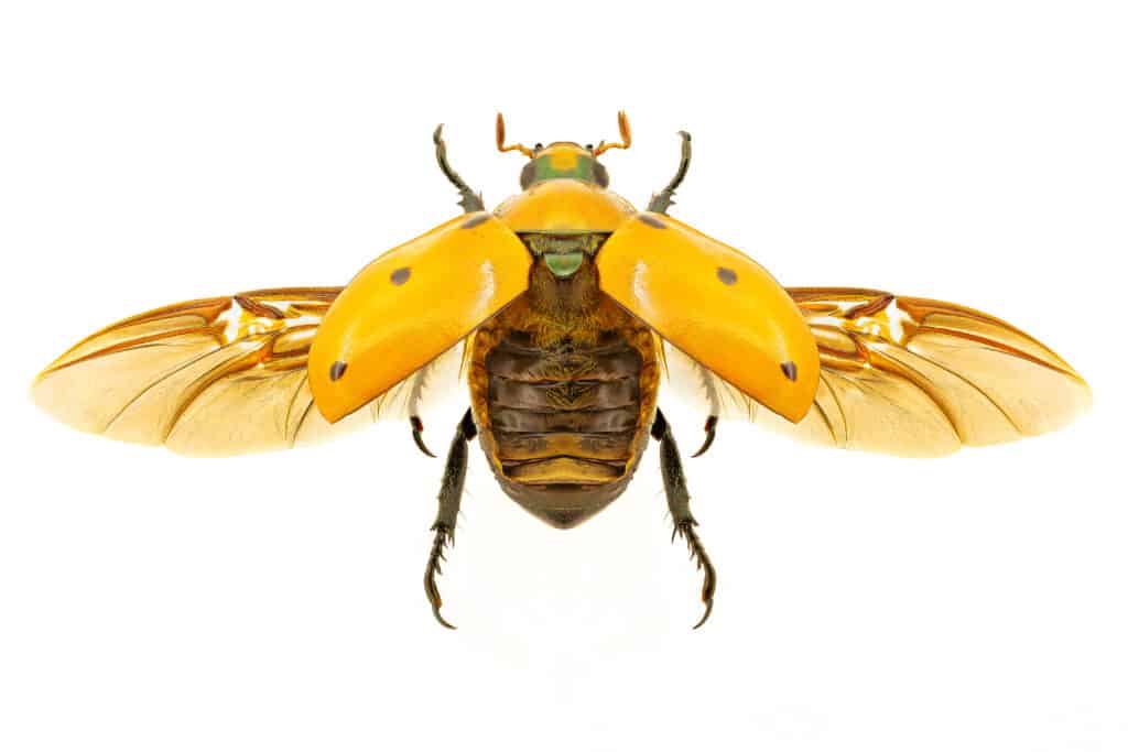 Grapevine beetle