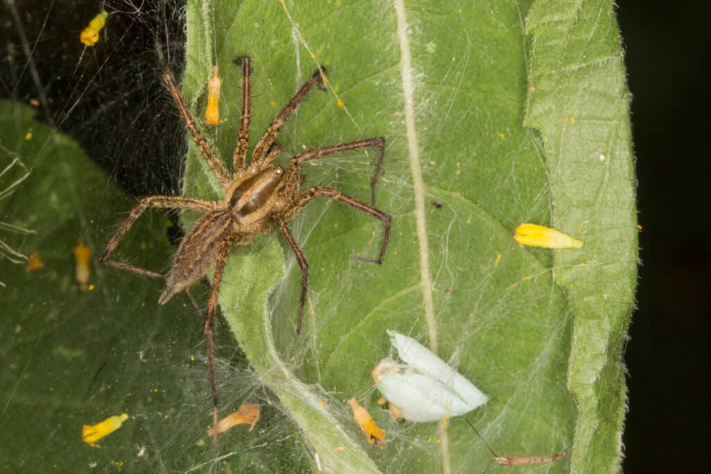 Grass Spider, Agelenopsis sp. can be found in Alabama