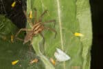 Grass spider