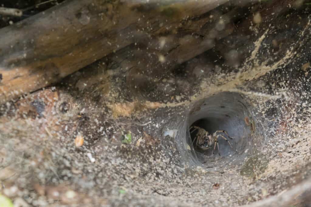 European funnel web spider in the wilderness - Agelenopsis