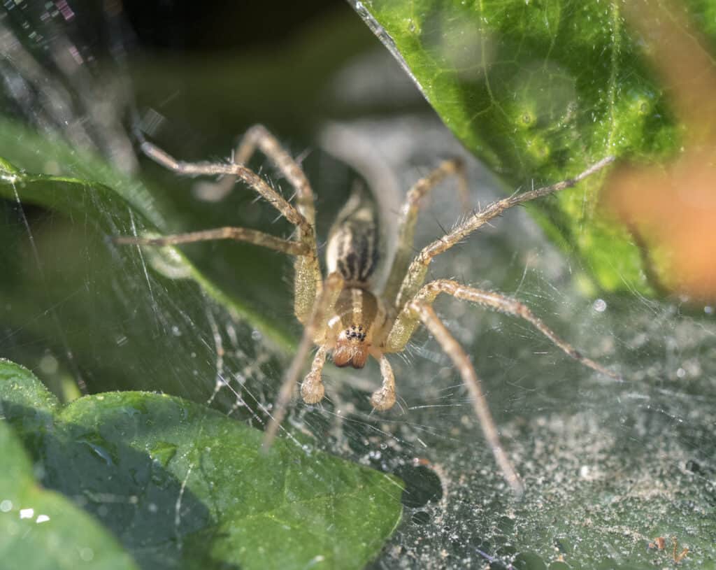 3 Venomous Spiders to Keep Out of Your Home in Spokane, WA