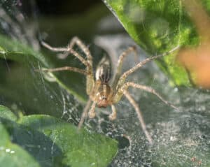 What is an Arachnid? Explained With 6 Examples Picture