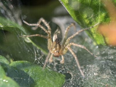 A What is an Arachnid? Explained With 6 Examples