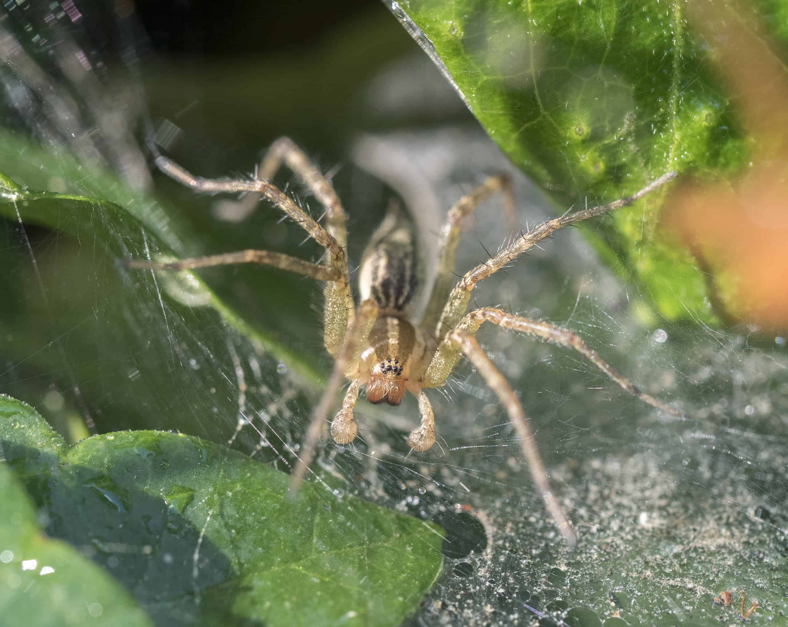Funnel Weaver Spider waiting for prey in web in garden