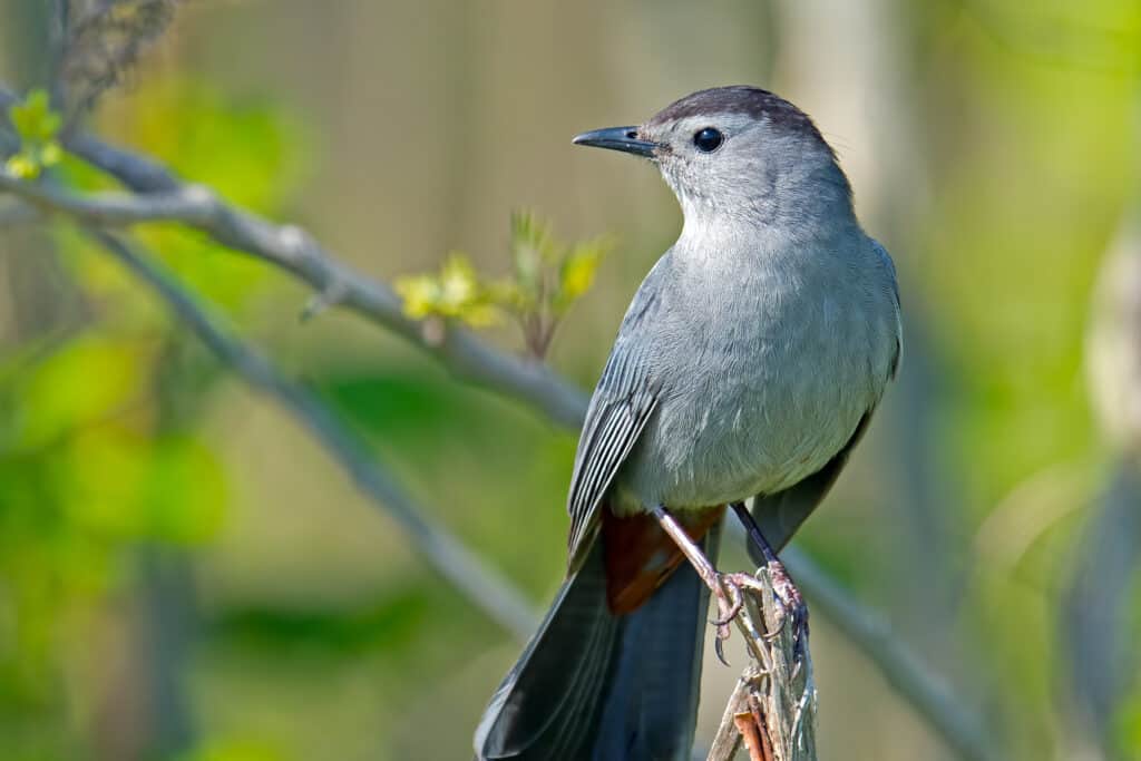 which bird lays blue eggs